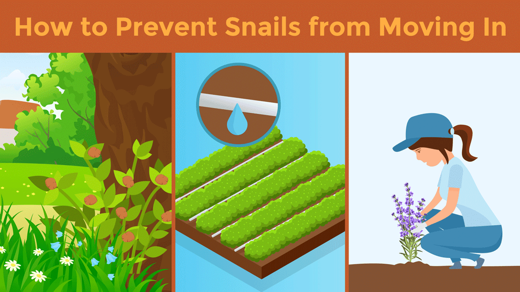Eliminate Snail Hideouts
